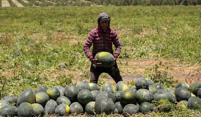 Gazze'de karpuz hasadı zamanı