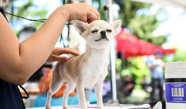 Hırvatistan'da köpek gösterisi düzenlendi