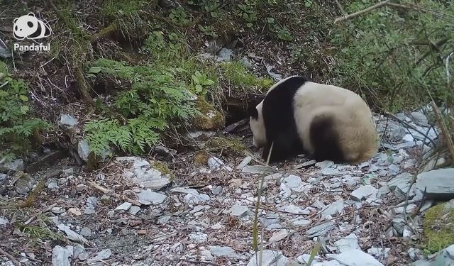 Pandaları korumak için ne yapabiliriz?