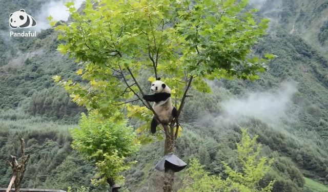 Pandaların ne gibi gizli yetenekleri var?