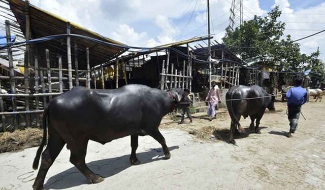 Bangladeşliler Kurban Bayramı'nı kutlamaya hazırlanıyor