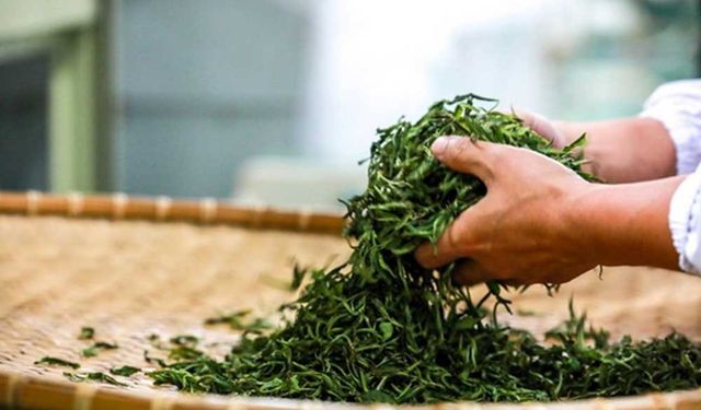 Çin'in Guizhou eyaletinin çay ihracatı arttı