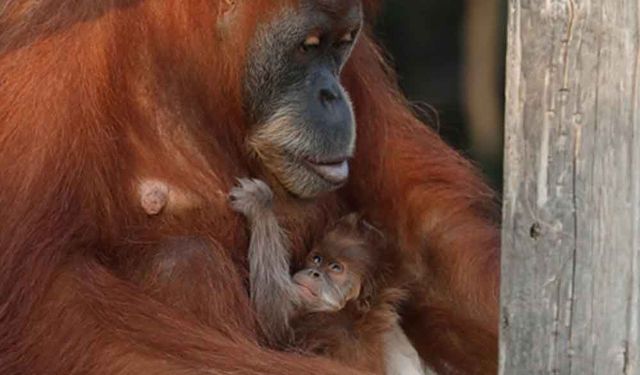 İsrail'deki hayvanat bahçesinde yeni doğmuş bir orangutan ve annesi