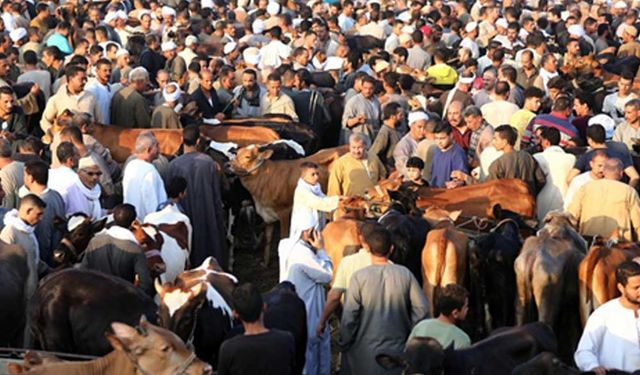 Giza'da bayram öncesi canlı hayvan pazarı