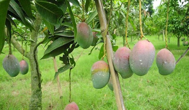 Bangladeş'te mango sezonu tüm hızıyla devam ediyor