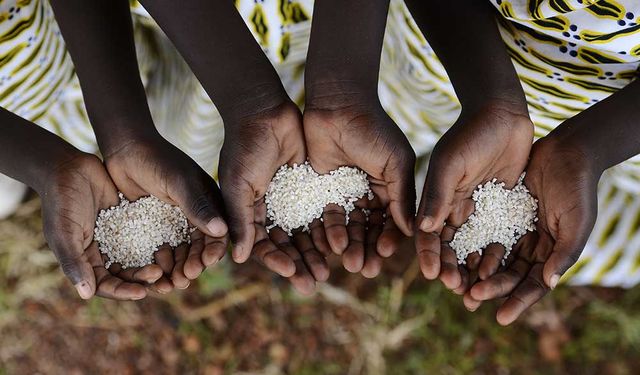 Rapor: Afrika, sağlıklı beslenmeyi daha makul fiyata indirmek adına tarım-gıda sistemini dönüştürmeli