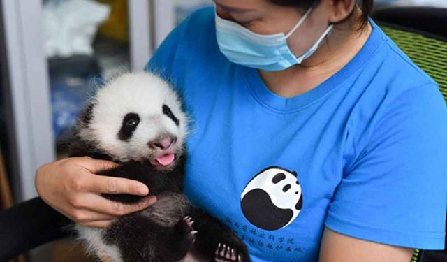 Çin'de yeni panda yavruları doğdu