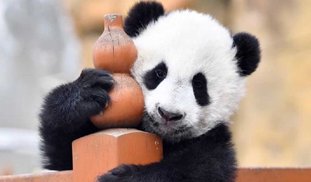 Çin'in Shaanxi bölgesinde biri dişi, biri erkek iki panda yavrusu doğdu