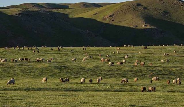 Çin 15,3 milyon hektar vasfını yitirmiş otlağı ıslah edecek