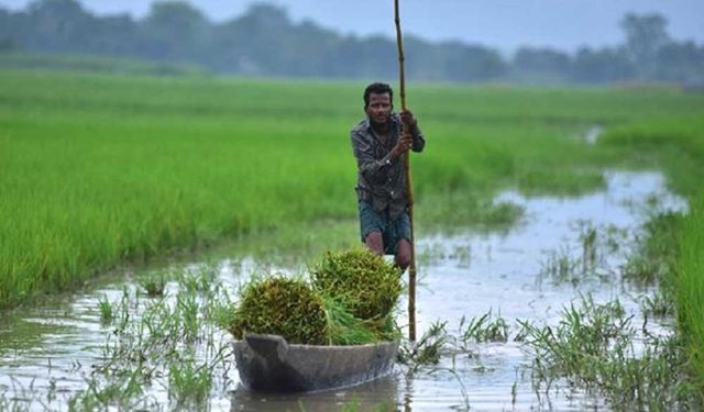 Hindistan'ın Assam eyaletinde çeltik yetiştirme mevsiminde çalışan çiftçiler