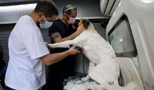 Uluslararası Köpek Günü'nde İsrail'de köpekler tıraş edildi