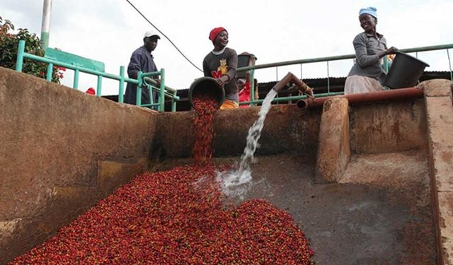 Kenya, dış pazarlara bağımlılığı sona erdirmek için yurtiçi kahve tüketimini teşvik edecek