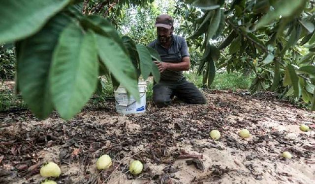 Gazze'de guava hasadı zamanı