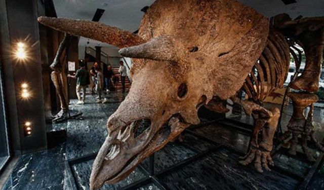 Triceratops iskeleti açık artırma öncesi Paris'te sergileniyor