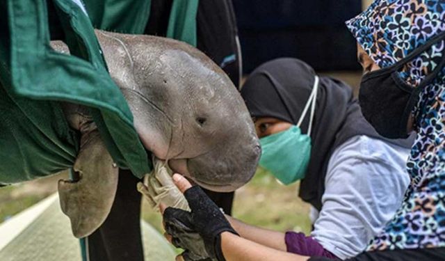 Endonezya'da kıyıya vuran yavru dugong kurtarıldı