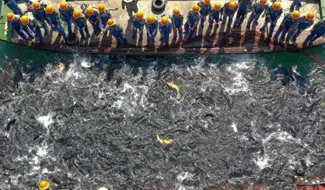 Çinli çiftçiler hasat festivali kutlamalarında devasa ağla balık yakaladı