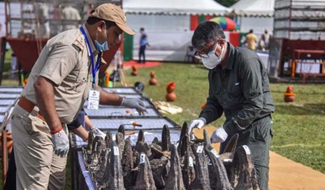 Hindistan'da ele geçirilen gergedan boynuzları yakıldı