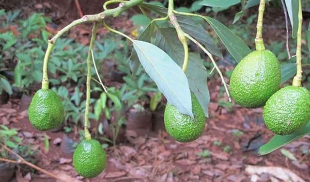 Kenya, küresel talebin arttığı avokado ihracatında iki haneli büyüme gördü