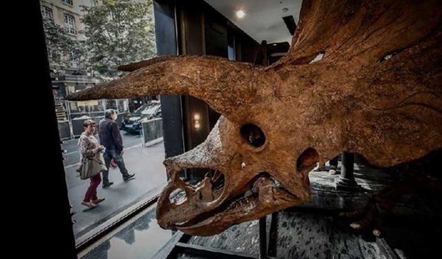 Dünyanın en büyük triceratops fosili Paris'te açık artırmayla satılacak