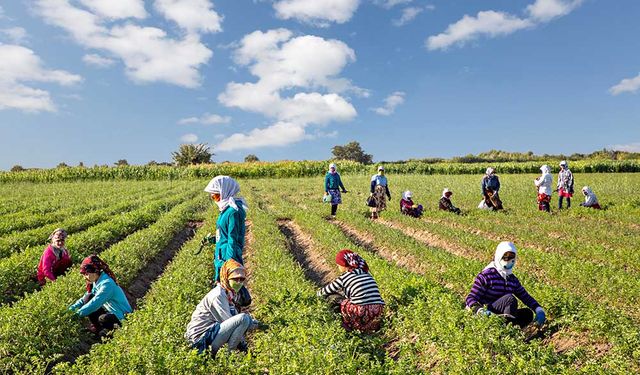 Özbekistan kırsal kalkınma projesi için 275 milyon ABD doları değerinde kredi aldı