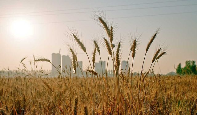 Çin'in yüksek kaliteli tahıl projeleri yerel tarımsal kalkınmayı destekliyor