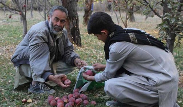 Afganistan'da elma hasadı zamanı