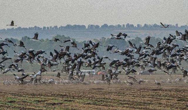 İsrail'in Hula Vadisi'nde göç eden gri turna sürüsü