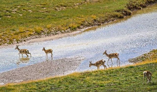 Sanjiangyuan Ulusal Parkı çok sayıda vahşi hayvana ev sahipliği yapıyor