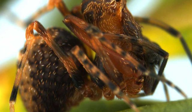 Avustralya'da soyu tükenmiş olduğundan endişe edilen örümcek türünün canlı örneği bulundu