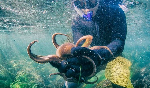 Avustralya'daki yeni araştırma, ahtapotların ne kadar zeki olduklarına dair yeni bulgular sunuyor