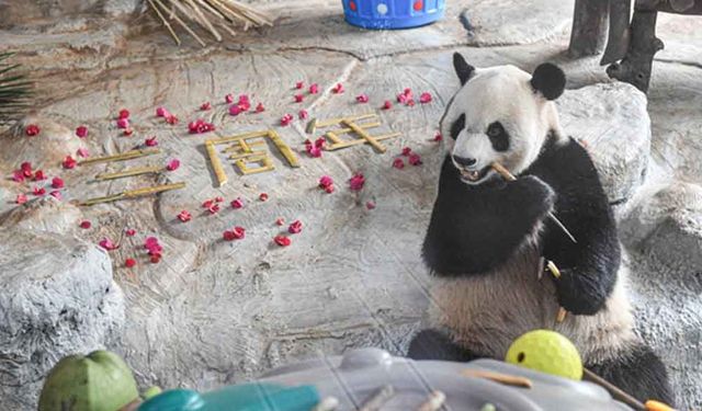 Çin'in Hainan eyaletinde iki dev panda için kutlama düzenlendi