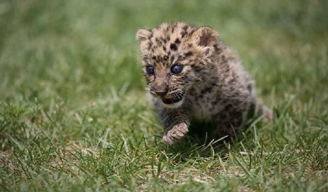 Çin'in doğusunda bulunan safari parktaki üç leoparın kaçışıyla ilgili altı kişi hapis cezasına çarptırıldı