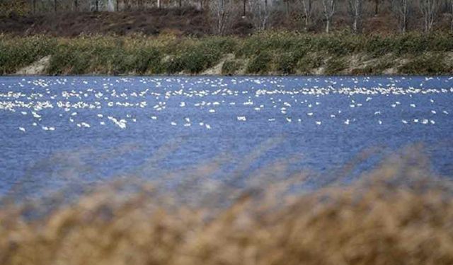 Çin'in Tianjin şehrinde sulak alanda kuş popülasyonu artıyor