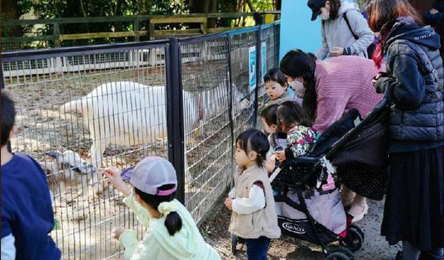 Japonya'da insanlar İşçi Şükran Günü tatilini parkta değerlendirdi