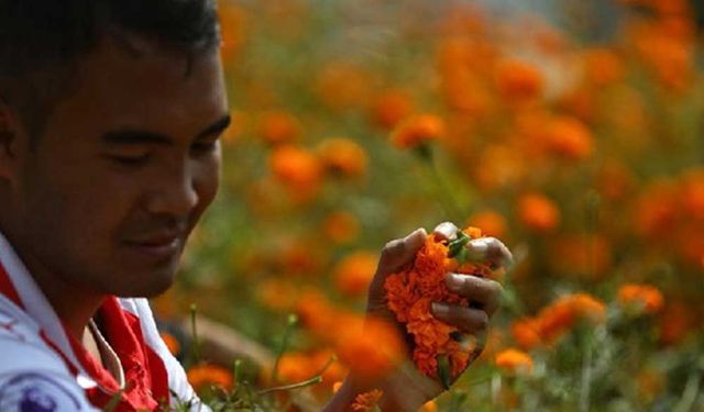 Nepalliler yaklaşan Tihar Festivali için kadife çiçeği topluyor