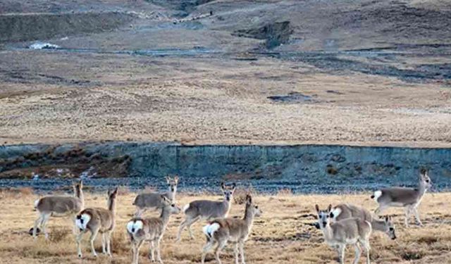 Tibet'te göl kıyısındaki ceylanlar