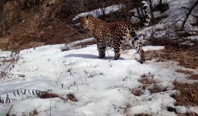 Çin'in kuzeybatısındaki Ningxia'da sağlıklı bir leopar yaban hayat kameralarına yakalandı