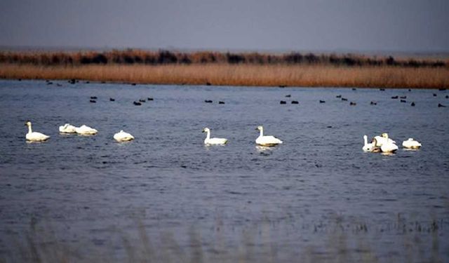 Çin'in Tianjin bölgesine 400 bin göçmen kuş geldi