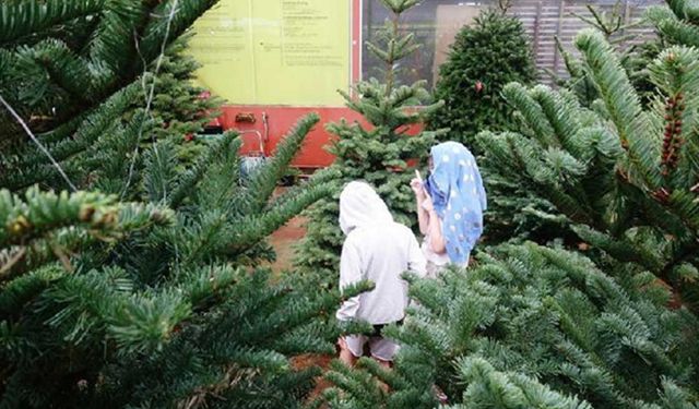 Singapur'da Noel ağacı alışverişi