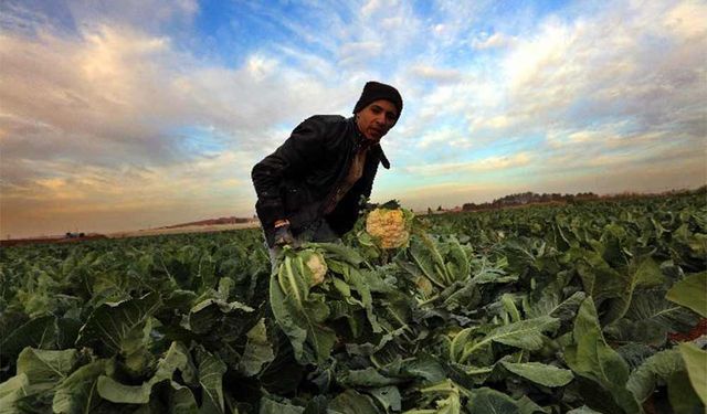 Amman'da karnabahar hasadı