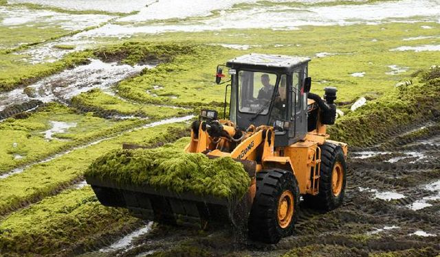 Deneyler, alglerin Mars'a benzer çevrelerde hayatta kalabileceğini gösteriyor