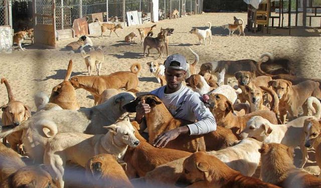 Gazze'de bir köpek barınağı