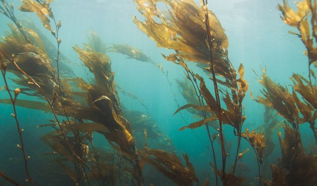 İsrailli araştırmacılar deniz yosunundan elektrik akımı elde eden yeni bir yöntem geliştirdi