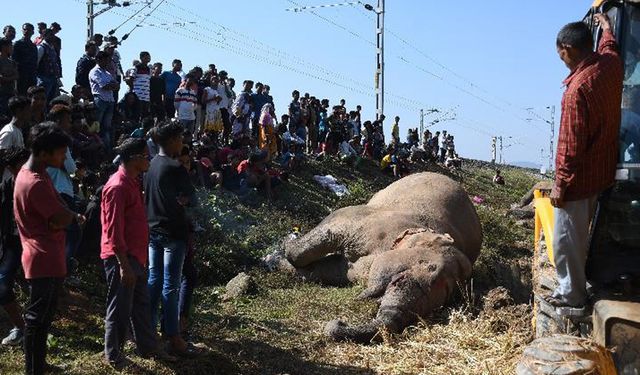 Hindistan'da trenin çarptığı iki fil öldü