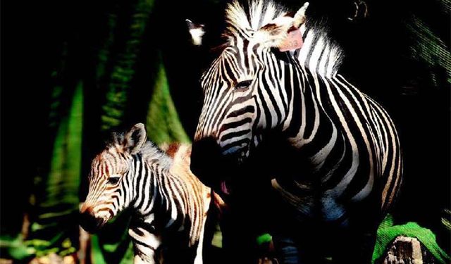 Myanmar'ın Yangon Hayvanat Bahçesi'nde bir ova zebrası dünyaya geldi