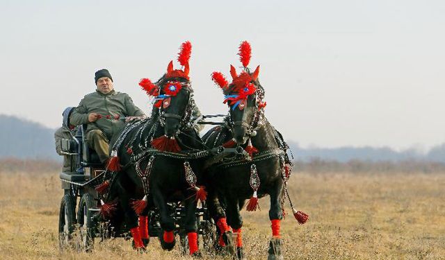 Romanya'da at yarışı heyecanı