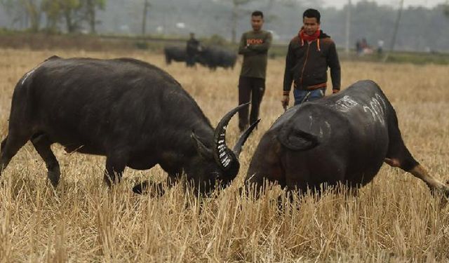 Hindistan'da Magh Bihu Festivali başladı