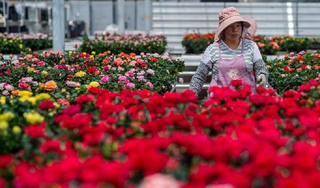 Çin'in Yunnan eyaletinin çiçek ihracatı 2021'de çiçek açtı