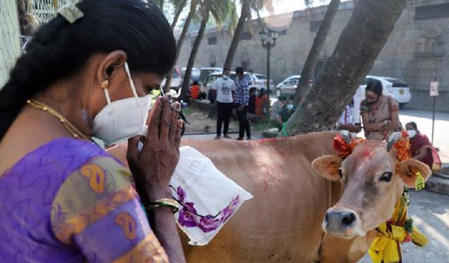 Sri Lankalı Hindular Mattu Pongal Festivali'ni kutladı