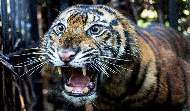 Endonezya'da kurtarılan Sumatra kaplanı müşahede altında